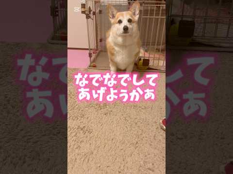 今回もシャンプー🧴お利口さんにできました🤗飼い主も共に、毛だらけになりました😂#犬動画 #コーギー #いぬのいる生活 #いぬ #わんこ動画 #わんこ #わんこがいる生活 #わんことの日常 #犬