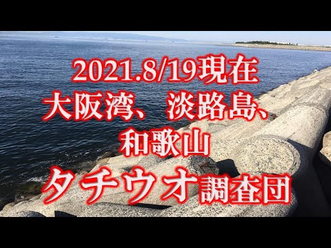 タチウオ調査団 2021年8/19現在　　和歌山～淡路島～大阪湾【各釣り場案内は説明欄にあり】　太刀魚釣果調査隊 タチウオ釣り　タチウオ　ジギング　テンヤ　浮き釣り