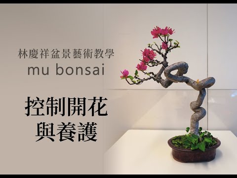 春∣控制開花與養護 ◤林慶祥盆景藝術教學◢ Bonsai in Taiwan