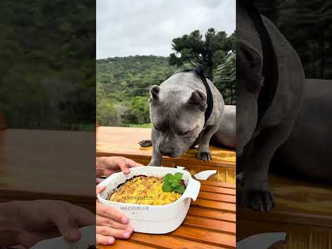 Torta de Maçã pra Cachorro e pra Humanos 🐾💙 #americanbullybrasil