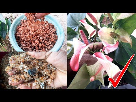 Anthurium Easy Potting Mix