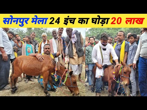 सोनपुर मेला में आया सबसे छोटा 24 इंच का घोड़ा ~  20 लाख में भी नहीं बिका | Sonpur mela 2023