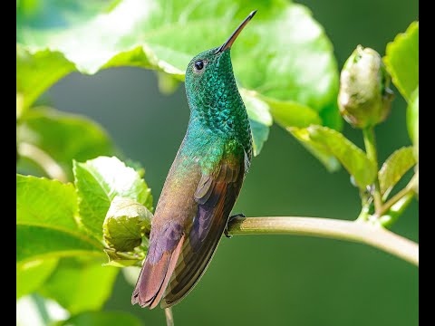 Colibríes que Visitan el Extremo Sur de USA con Musica Suave Instrumental