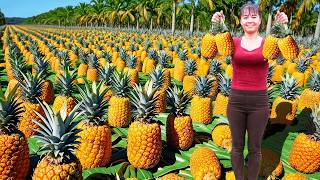 Use 3-Wheeled Vehicle Harvesting Many Pineapples Goes To Countryside Market Sell - Farm Life