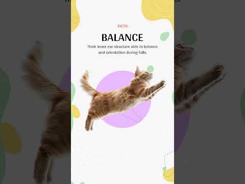 The Truth About Cats Landing on Their Feet | How Do They Do It? | Pets Devotee