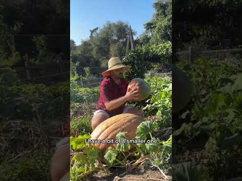 Giant Pumpkin Update