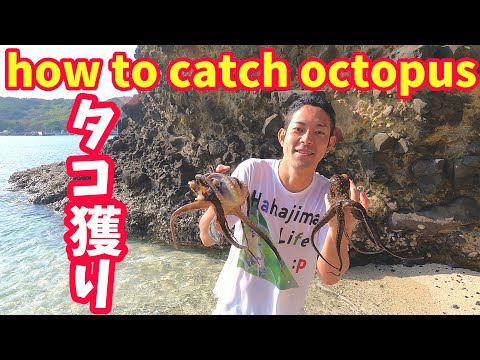 【タコ捕り】荒波の中でもタコ獲りに行く母島島民 how to catch octopus in japan 2021