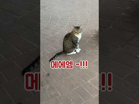 ㅋㅋ 고영희씨 관심 받기🐱🤍 #캐나다 #밴쿠버 #vlog #canada #고양이