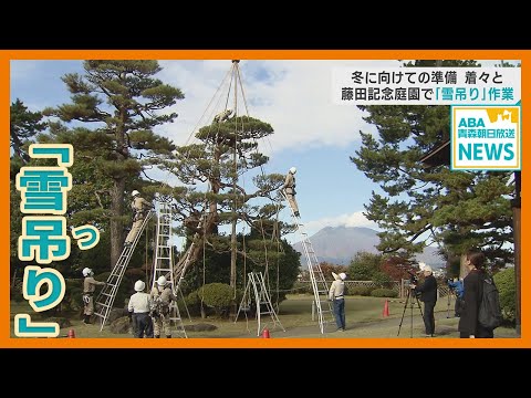 冬支度進む　弘前市の藤田記念庭園で松の「雪吊り」作業