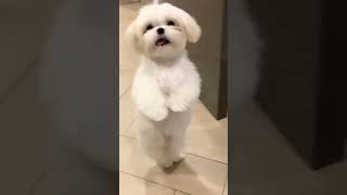 cute puppy dance