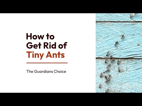 How to Get Rid of Tiny Ants | A Complete Guide | The Guardian's Choice