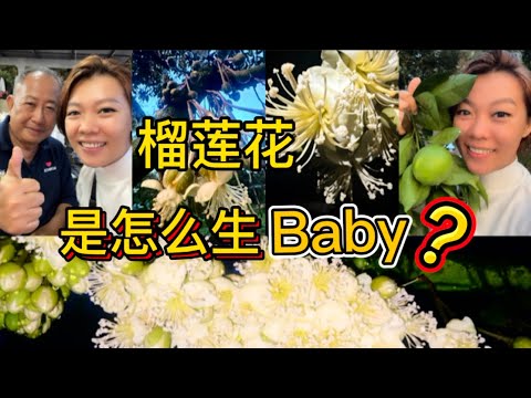 霹雳高乌县Tasek今年开很多榴莲花｜包夫人vlog |There are a lot of durian flowers blooming in Tasik,Perak 🇲🇾