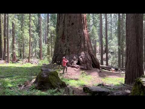 California Tree, Randy “Windtalker” Motz, Native American Style Flute #ambientoutside