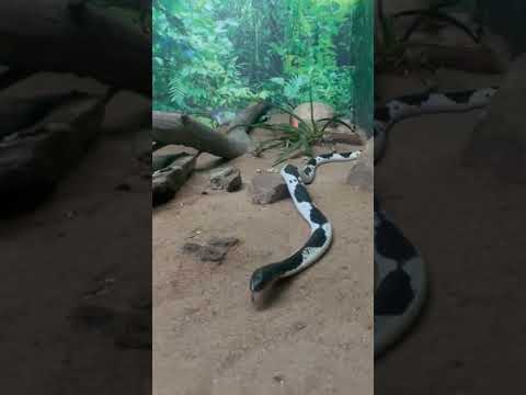 Black and white snake | Guindy National park | Chennai #shorts