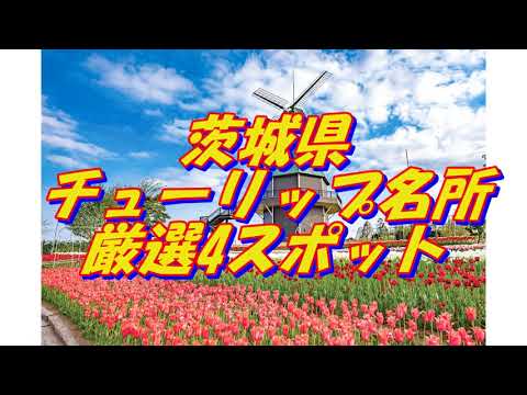 14【茨城県】チューリップの名所＜4選＞