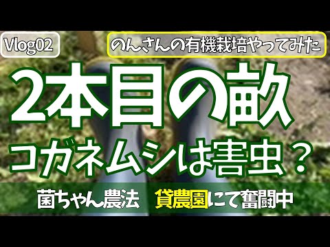 女ひとりで、有機栽培　菌ちゃん農法　貸農園でやってみた｜コガネムシは害虫？ 　のんさんの有機栽培やってみた Vlog 02