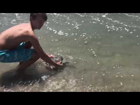 Releasing a Sea Turtle (Caught while Fishing!)