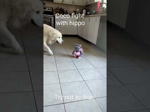 How Golden Retriever Coco fights the hippo @GabieCocoMarmora