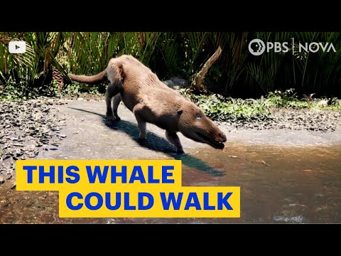 The Whale That Could Walk | NOVA | PBS