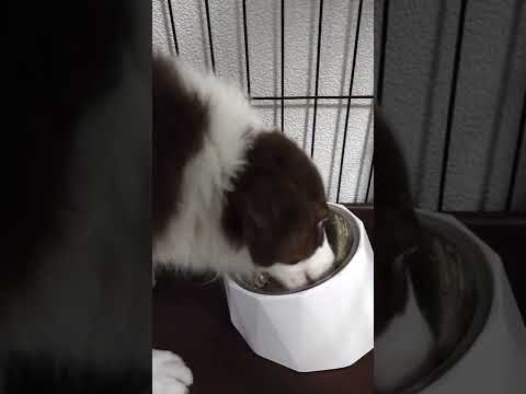 Border collie who often eats homemade dog food（3 months old）