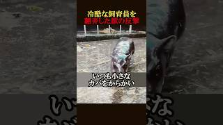 ㊗️300万回再生！冷酷な飼育員を翻弄した獣の反撃　#動物 #感動