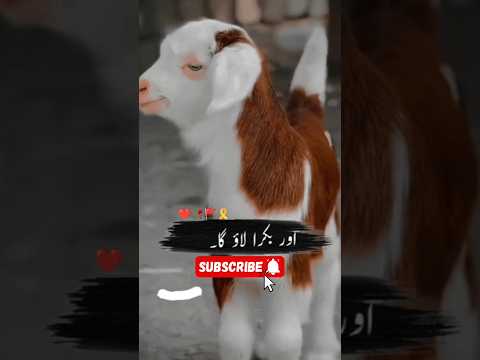 منڈی میں جاؤں گا 🐐