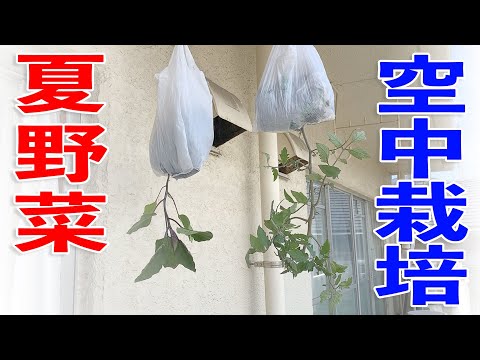 家庭菜園【食糧備蓄】レジ袋で夏野菜のベランダ菜園