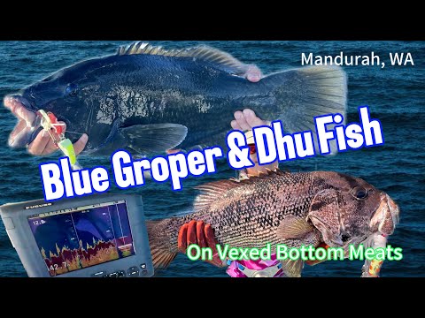 Blue Groper & Dhu Fish on Bottom Meats