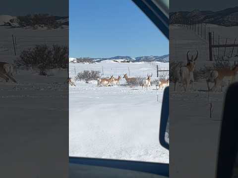 Today on the Homestead:Close Encounter with Pronghorns in Snowy Mountains |Wildlife Sighting #Shorts