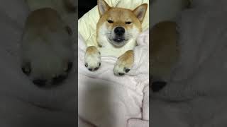 犬をダメにするクッション #shibainu #shorts #柴犬