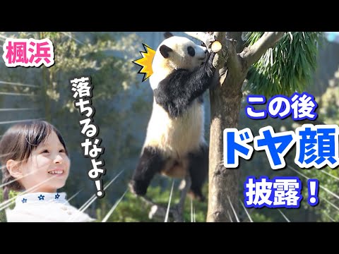 【パンダアイドル楓浜】『落ちるなよ〜』🐼頑張る木登りチャレンジ！最後はまさかの…？