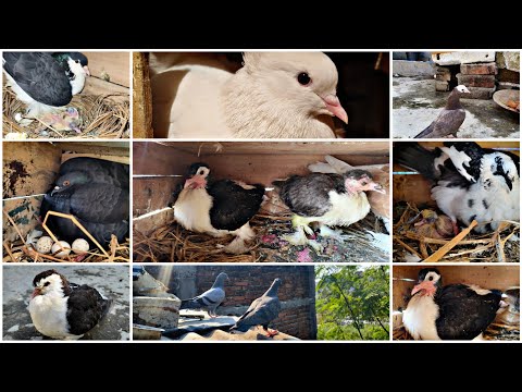 Mere Ghar ke Fancy Aur Desi Kabootar Ki Breeding Progress 🥰 // My Fancy Pigeon Breeding Progress 💖