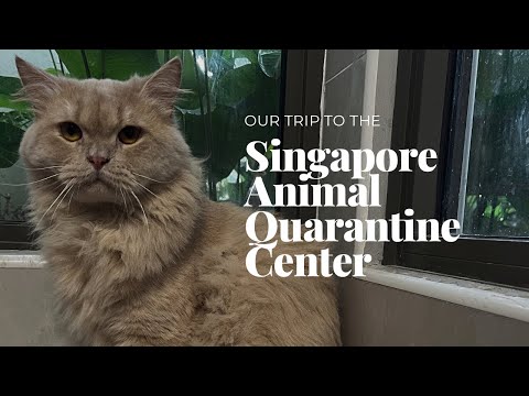 Singapore Animal Quarantine : 20 நாட்கள் தனிமைப்படுத்தப்பட்ட Brownie.India to Singapore விமான பயணம்