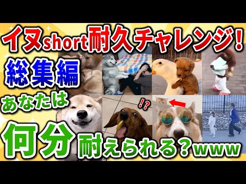 【耐久チャレンジ】犬さんの動画見てクスッとなったら負け＆癒されたら寝ろショート総集編ｗｗｗ【2ch動物スレ】