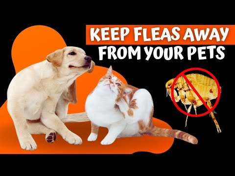 Safe and Natural Flea Repellents for Pets That Actually Work