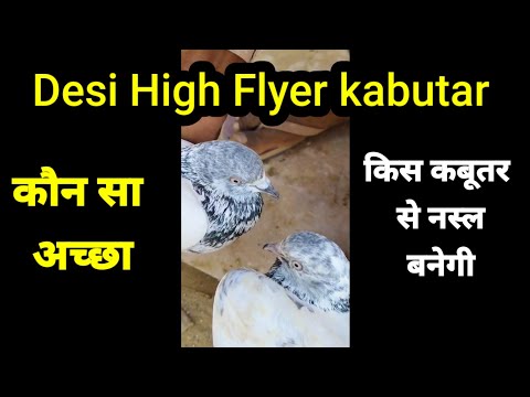 Desi High Flyer kabutar kon sa Acha