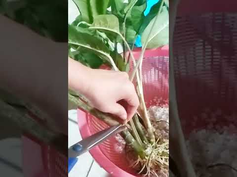 How I Clean Aglaonema Growing Successfully in Water/ Long form video in the description box #shorts