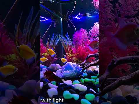 My Betta Fish & Glow Tetra in a 10-Gallon Aquarium:Lighting Showcase #BettaFish #GlowTetra #FishTank