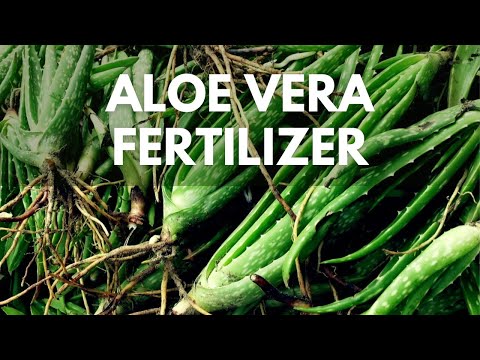 How To Make Aloe vera Fertilizer Using Aloe vera Pups