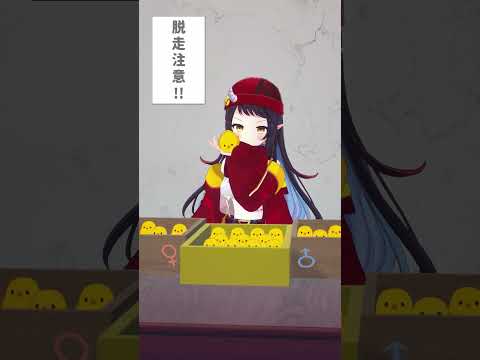 ひよこ鑑定中 #Shorts #varkshorts【和崎あこ/Vtuber】