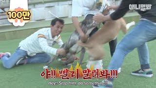 어쩌면 평생 원치않는 싸움을 해야하는 투견으로 살아야 했을 개들..ㅣDo You Know Fighter Dogs Who Have To Go On Unwanted Fights