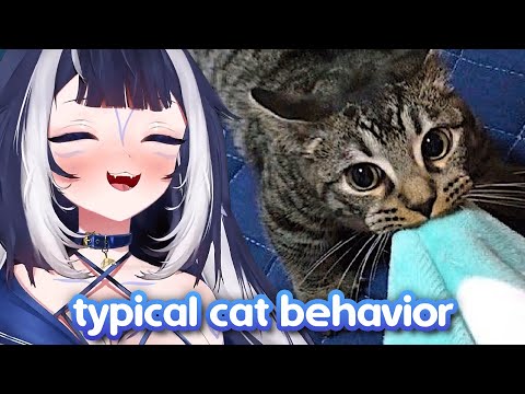 Shylily Reacts to Typical cat behavior, nothing more