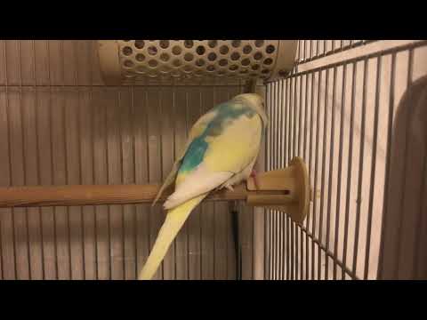 びっくりしたインコ