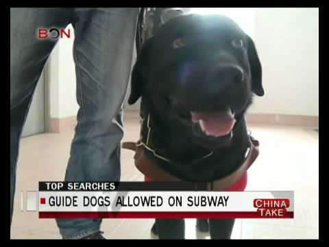 Guide dogs to be allowed on subway - China Take - Dec 3 ,2014 - BONTV China