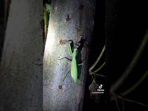 【昆虫採集】多摩川のカマキリ #カマキリ #多摩川