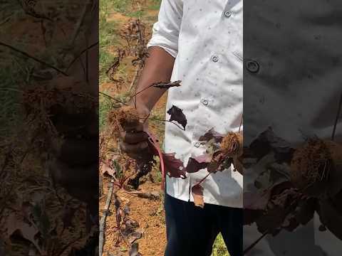 Beetroot Harvest #beetroot #farming #plants #trending