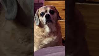 ♥️Old Man, Dan♥️ #seniordogs #seniordogsrock #dog #shortsfeed #shortvideo #shorts #short