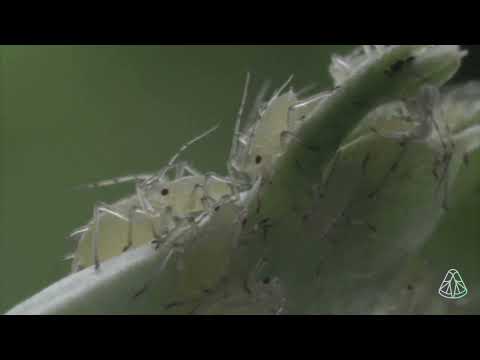 Aphids: discover more about one of the most remarkable insects on the planet