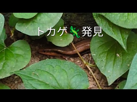 【トカゲ🦎】発見