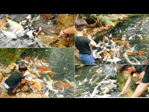 喂鱼去吧日本锦鲤！Fish feeding time Japanese Koi - Tropicana Aquatic & Water Garden Ipoh